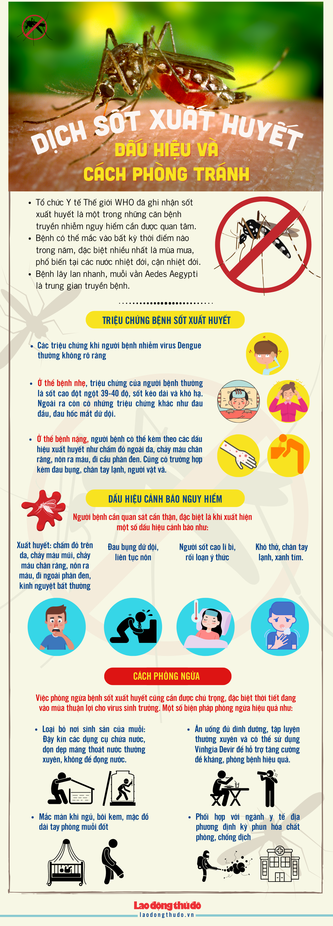 [Infographics] Dịch sốt xuất huyết, dấu hiệu và cách phòng tránh