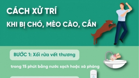 Cách xử trí khi bị chó, mèo cào, cắn