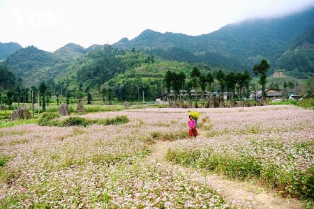 Cảnh giác với nạn lừa đảo "đặt phòng ảo" tại Đồng Văn, Hà Giang