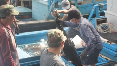 Khánh Hòa: Phạt 22 chủ tàu cá vì không duy trì thiết bị giám sát trên biển